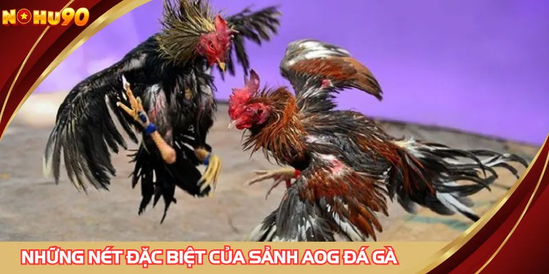 Những nét đặc biệt của sảnh AOG đá gà